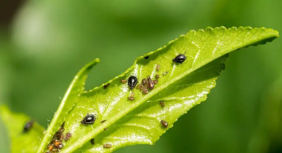 Cómo deshacerse de los pulgones en el Jardín con remedios caseros