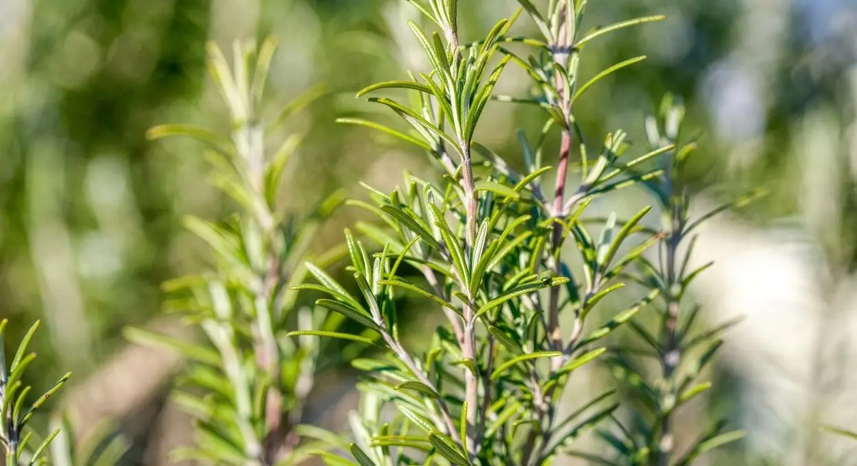 Cómo cultivar romero en el balcón