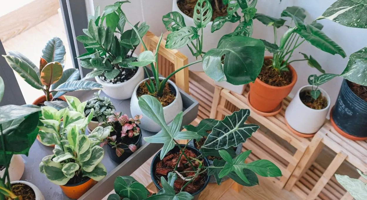 Cómo ordenar y cuidar tus plantas en un departamento