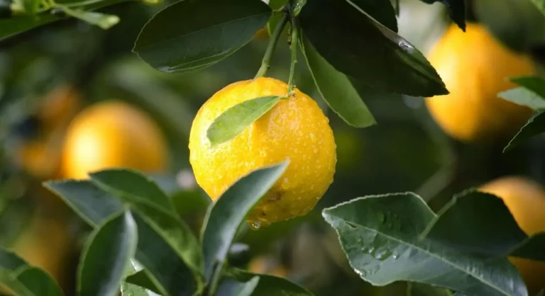 Cómo usar el limón para limpiar la casa