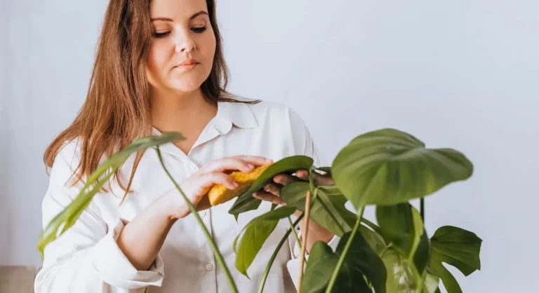 Hojas amarillas en las plantas