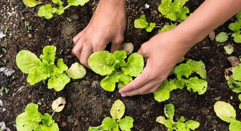 Qué Plantar en Abril en la Huerta