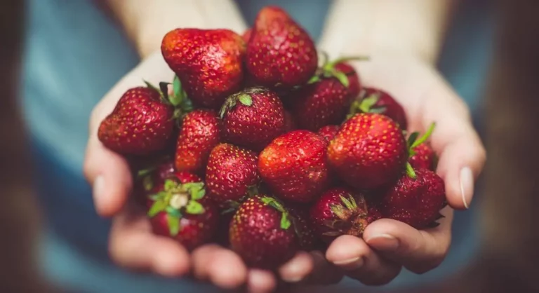 cultivar fresas todo el año en casa