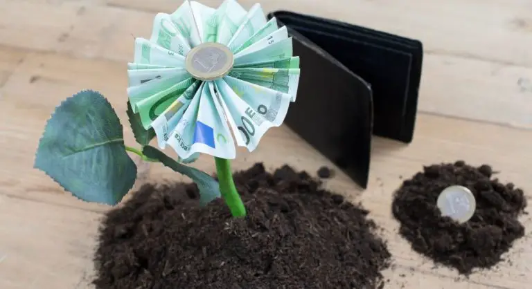 planta del árbol del dinero