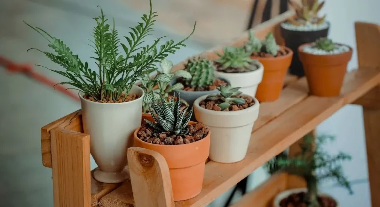 plantas que atraen mala suerte y problemas en casa