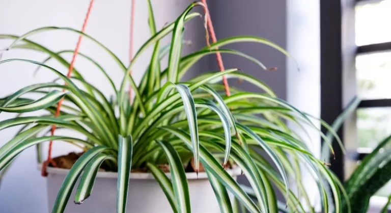 plantas que previenen la aparición de humedad y moho en casa