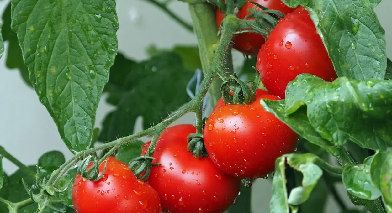 Cómo almacenar los tomates por más tiempo