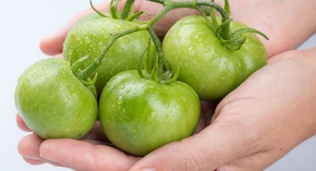 Como puedes almacenar los tomates que todavia estan verdes