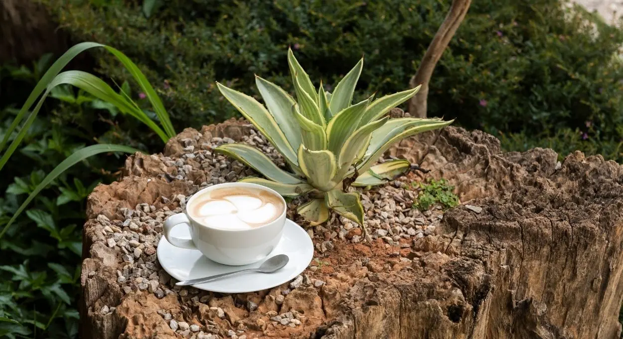 cafe molido como fertilizante natural