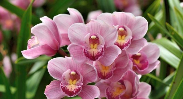 consejos para hacer florecer orquideas en casa