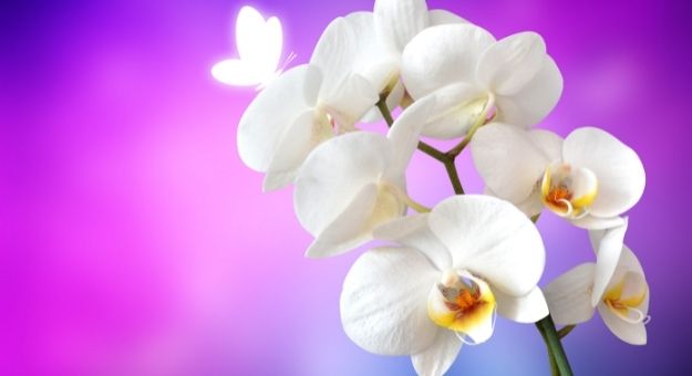 florecer orquideas en casa