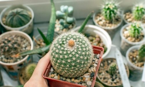 4 plantas que atraen mala suerte y problemas en casa cactus planta que no debes tener en casa