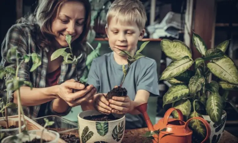 cuidar las plantas del frio