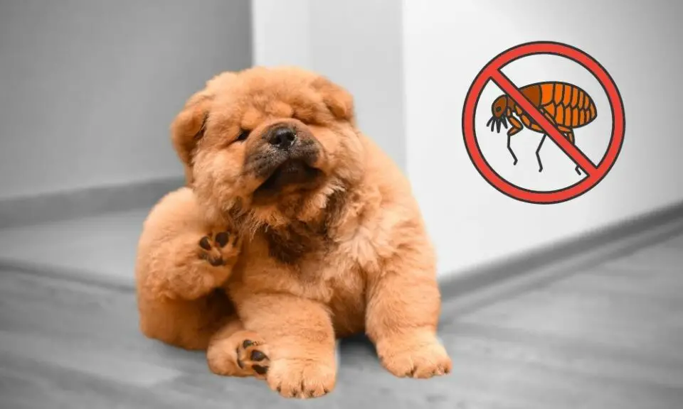 Cómo eliminar las pulgas en casa Mi experiencia personal y consejos