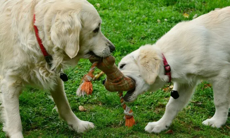 perros jugando en el jardin