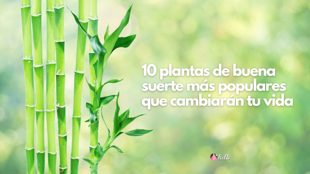 10 plantas de buena suerte más populares