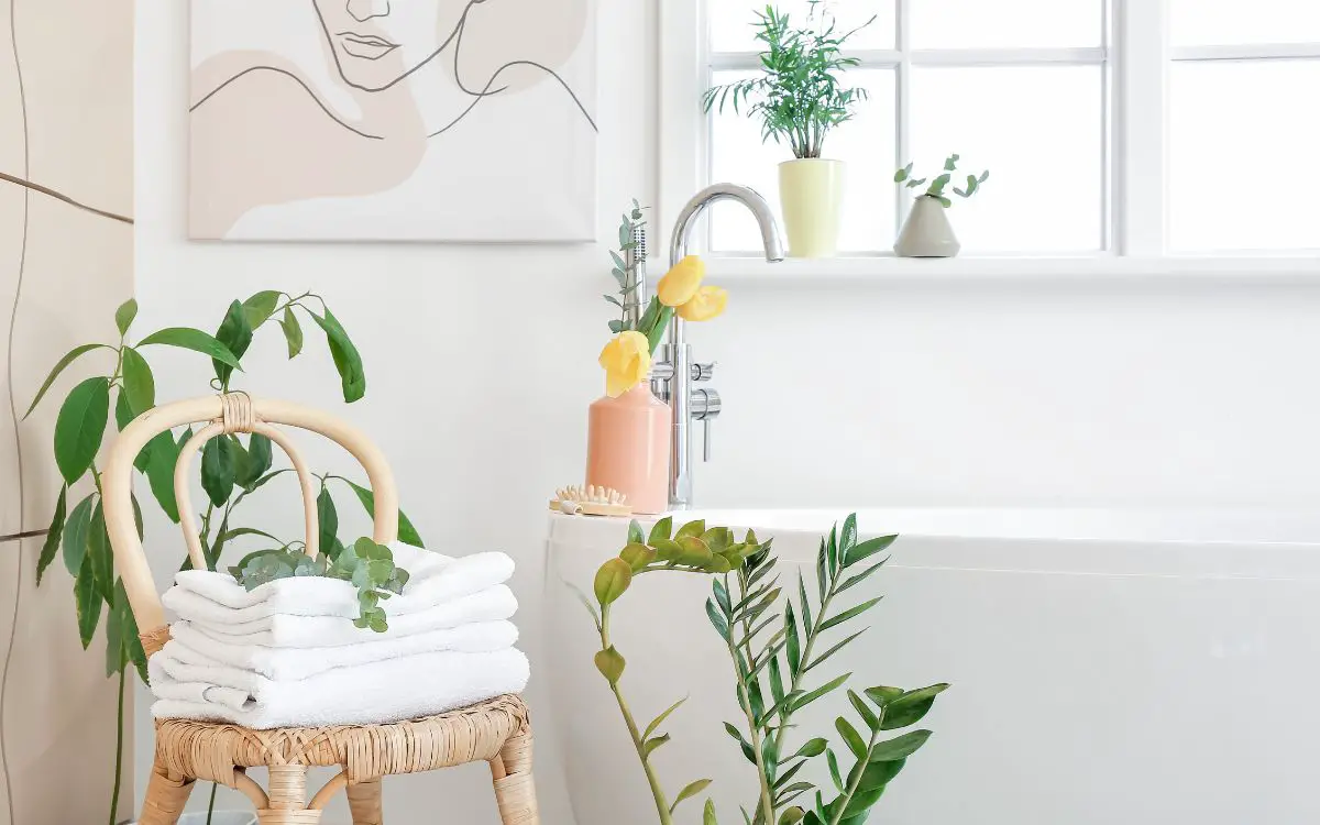 Plantas Ideales Para Tu Baño