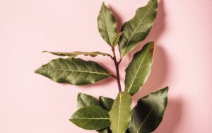 que significa llevar hojas de laurel en la billetera
