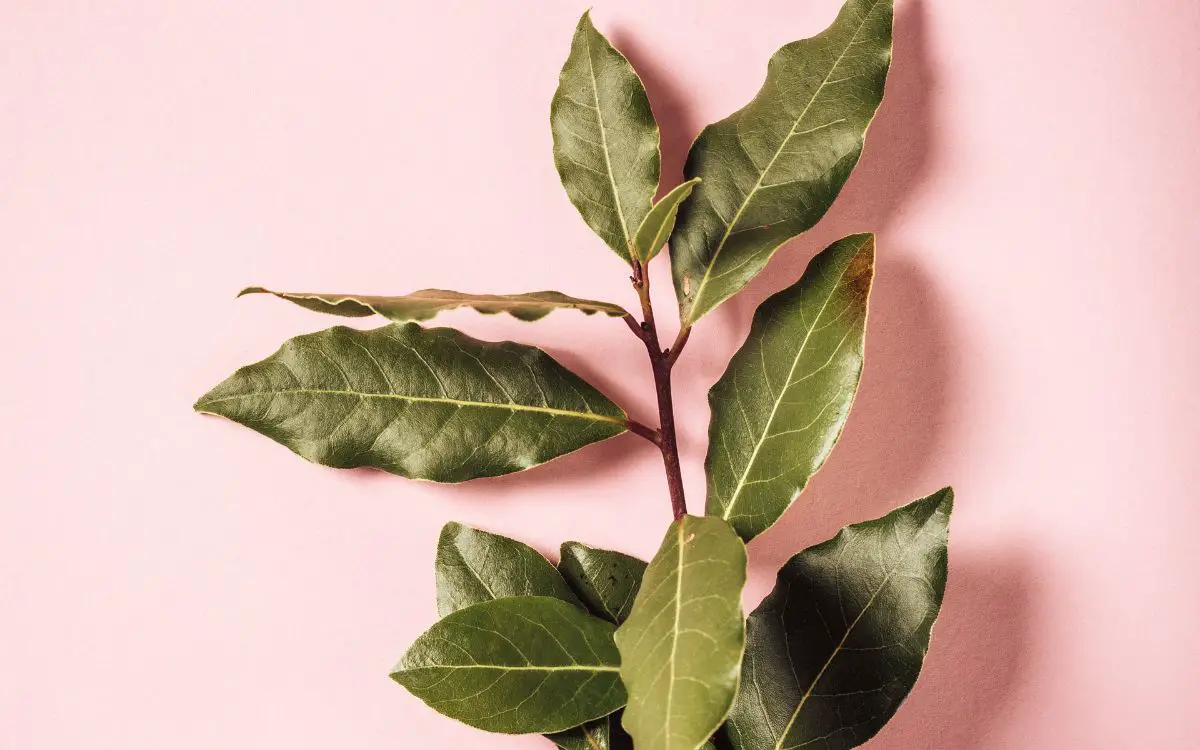 que significa llevar hojas de laurel en la billetera